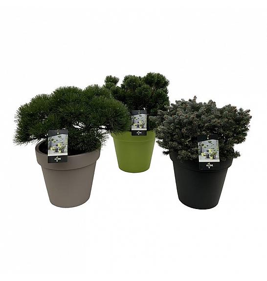 Iglavci Mix C42 Lit.