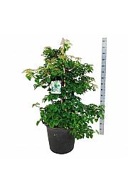 Hydrangea petiolaris C55 Lit. 100-125 cm extra