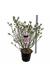 Syringa vulgaris Michel Buchner C55 Lit. 100-125 cm extra