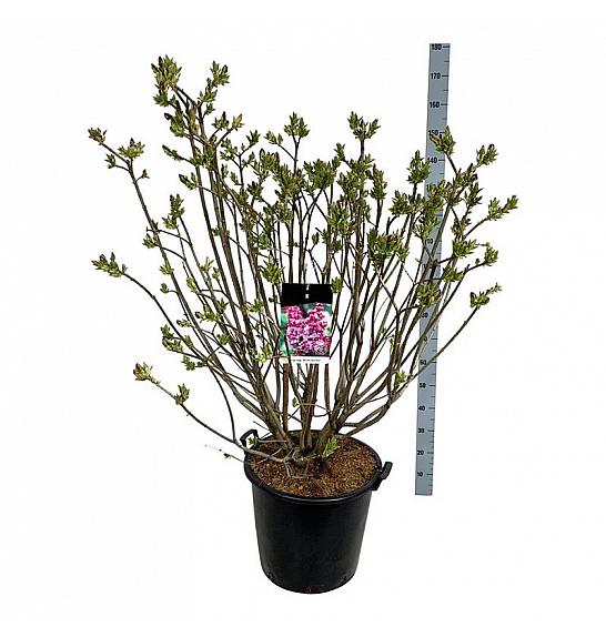 Syringa vulgaris Michel Buchner C55 Lit. 100-125 cm extra