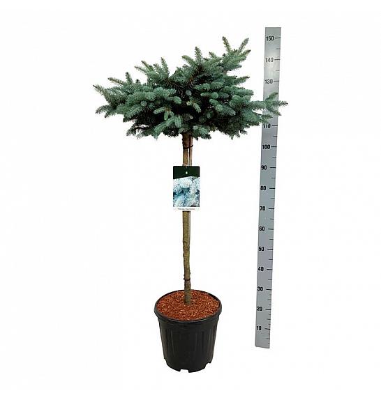 Picea pungens Glauca Globosa C15 Lit. Na steblu 80 cm; Krošnja 50/60 cm