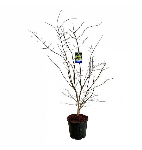 Acer pseudosieboldianum Arctic Jade® C30 Lit. 150-175 cm extra