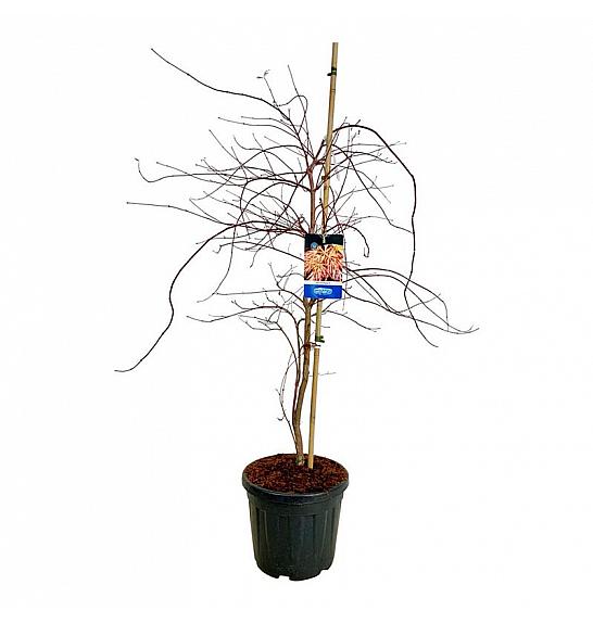 Acer pseudosieboldianum Ice Dragon® C30 Lit. 125-150 cm extra