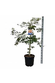 Acer pseudosieboldianum Ice Dragon® C30 Lit. 125-150 cm extra