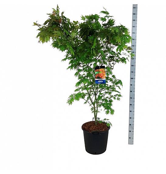 Acer pseudosieboldianum North Wind ® C30 Lit. 150-175 cm extra