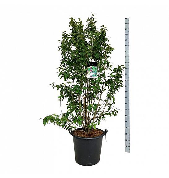 Callicarpa bodinieri Profusion C55 Lit. 175-200 cm extra