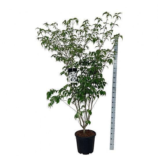 Cornus kousa Weisse Fontaine C30 Lit. 150-175 cm extra