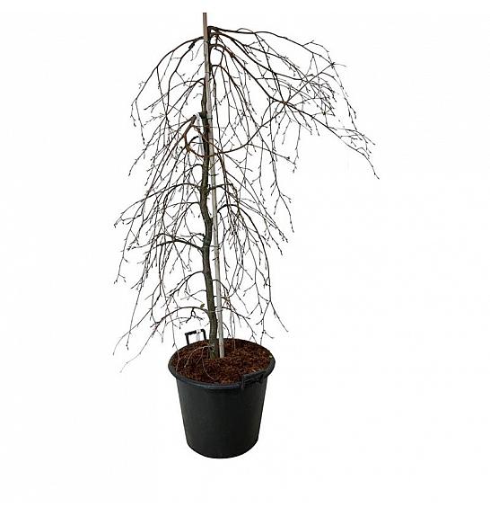 Fagus sylvatica Pendula C55 Lit. 150-175 cm extra