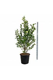 Magnolia loebneri Wildcat C55 Lit. 125-150 cm extra