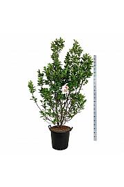 Magnolia Susan C55 Lit. 175-200 cm extra