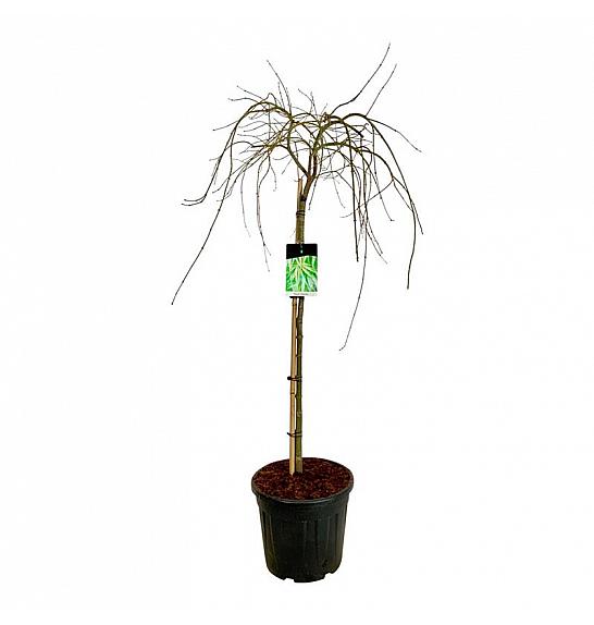 Acer palmatum dissectum C30 Lit. Na steblu 100 cm