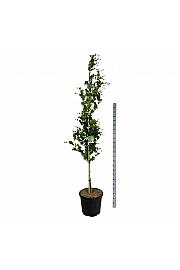 Fagus sylvatica Dawyck C55 Lit. 225-250 cm extra