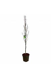 Fagus sylvatica Dawyck Gold C55 Lit. 225-250 cm extra
