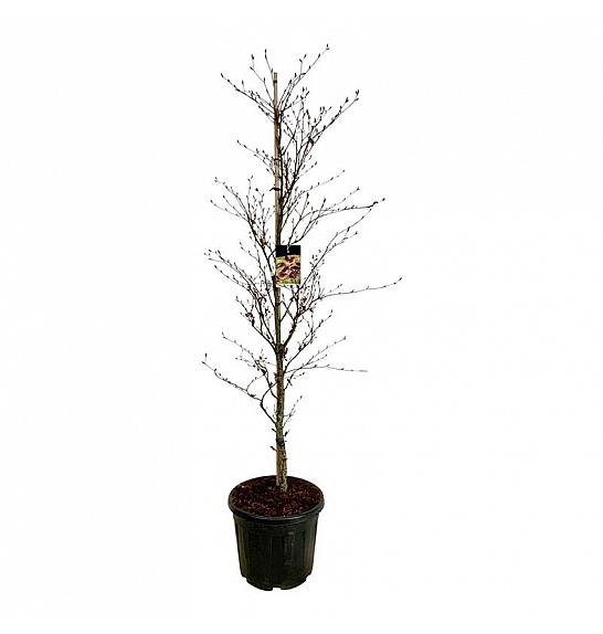 Fagus sylvatica Rohanii C55 Lit. 200-225 cm extra