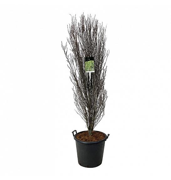 Frangula alnus Fine Line ® C55 Lit. 175-200 cm extra