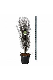 Frangula alnus Fine Line ® C55 Lit. 175-200 cm extra