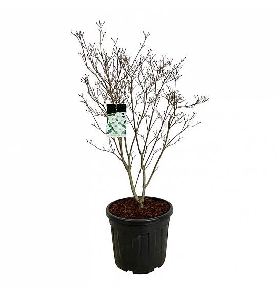 Cornus kousa Milky Way C55 Lit. 100-125 cm extra