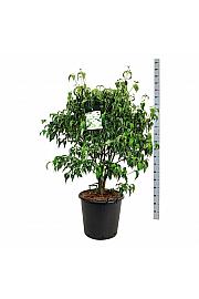 Cornus kousa Milky Way C55 Lit. 100-125 cm extra