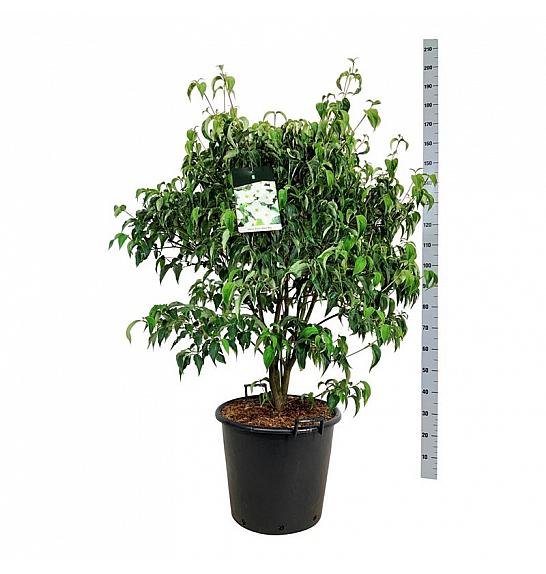 Cornus kousa Milky Way C55 Lit. 100-125 cm extra