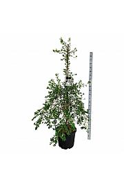 Exochorda The Bride C55 Lit. 175-200 cm extra