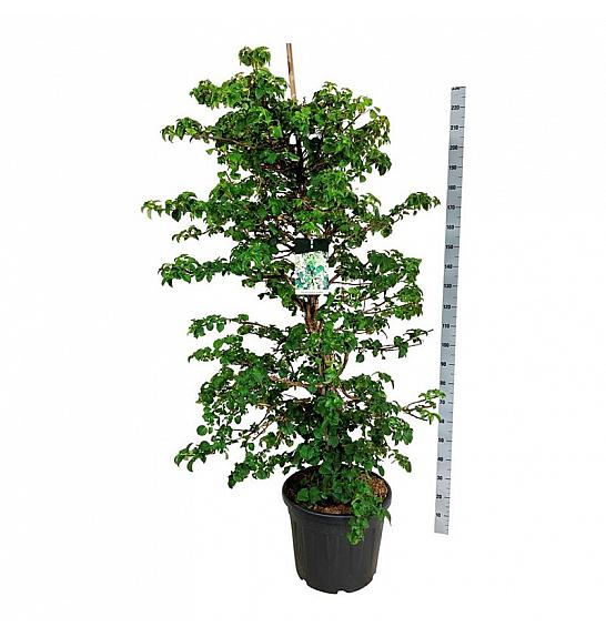 Hydrangea petiolaris C55 Lit. 150-175 cm extra