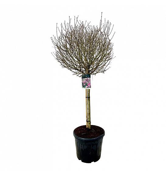 Syringa meyeri Palibin C55 Lit. Na steblu 90 cm extra