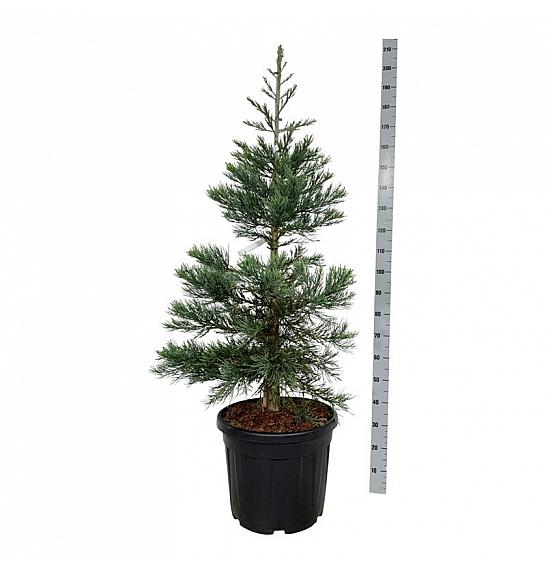Sequoiadendron giganteum Glaucum C55 Lit. 125-150 cm extra