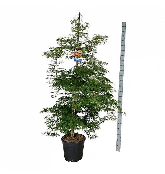 Acer pseudosieboldianum Ice Dragon® C30 Lit. 200-225 cm extra