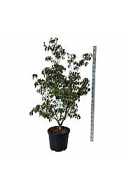 Cornus kousa China Girl C55 Lit. 150-175 cm extra