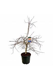 Acer pseudosieboldianum Ice Dragon® C55 Lit. 125-150 cm extra