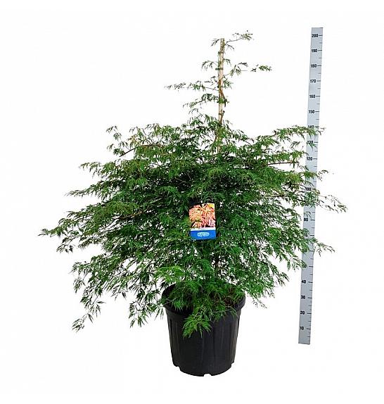 Acer pseudosieboldianum Ice Dragon® C55 Lit. 125-150 cm extra