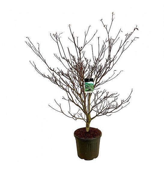 Cornus controversa Pagoda C55 Lit. 150-175 cm extra