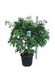 Cornus controversa Pagoda C55 Lit. 150-175 cm extra