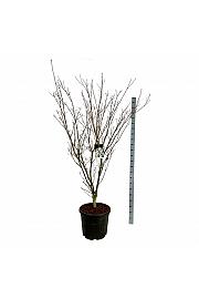 Cornus kousa Weisse Fontaine C55 Lit. 175-200 cm extra