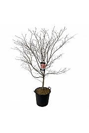 Acer pseudosieboldianum North Wind ® C55 Lit. 150-175 cm extra