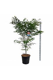 Acer pseudosieboldianum North Wind ® C55 Lit. 150-175 cm extra