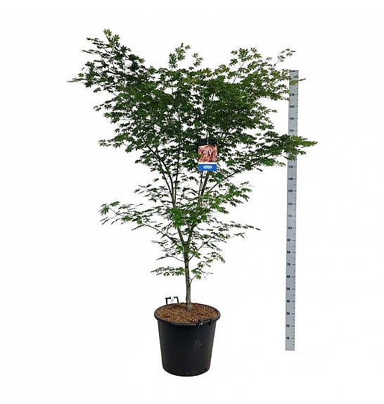 Acer pseudosieboldianum North Wind ® C55 Lit. 150-175 cm extra