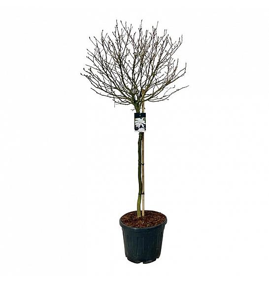 Magnolia stellata C55 Lit. Na steblu 120 cm extra