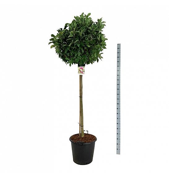 Magnolia Susan C55 Lit. Na steblu 120 cm extra