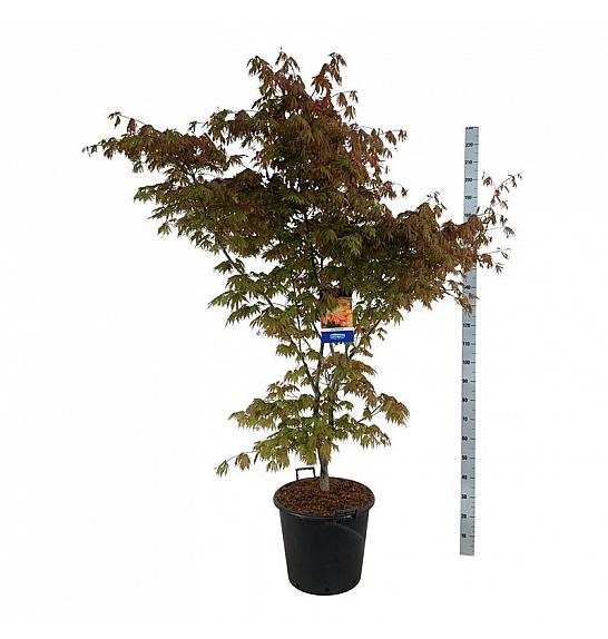 Acer pseudosieboldianum North Wind ® C55 Lit. 175-200 cm extra