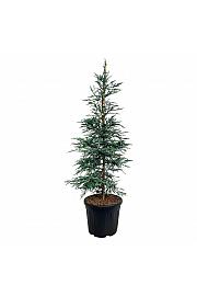 Sequoia sempervirens Steel Blue C55 Lit. 175-200 cm extra