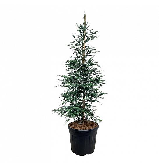 Sequoia sempervirens Steel Blue C55 Lit. 175-200 cm extra