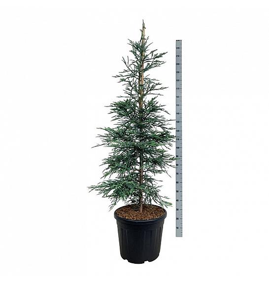 Sequoia sempervirens Steel Blue C55 Lit. 175-200 cm extra