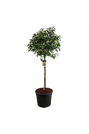 Photinia fraseri Red Robin C90 Lit. Na steblu 120 cm extra