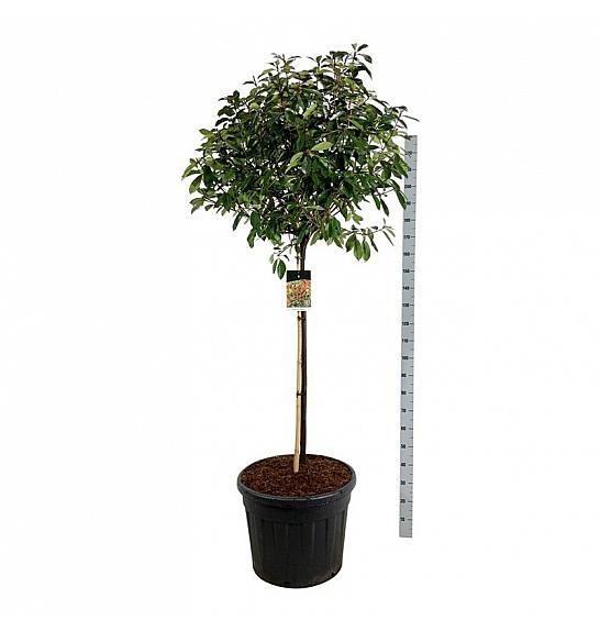 Photinia fraseri Red Robin C90 Lit. Na steblu 120 cm extra