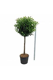 Prunus laurocerasus Etna C90 Lit. Na steblu 120 cm extra