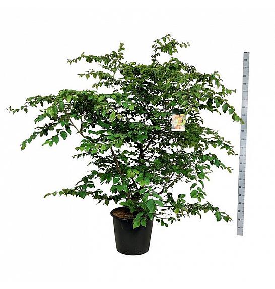 Parrotia persica C55 Lit. 175-200 cm extra