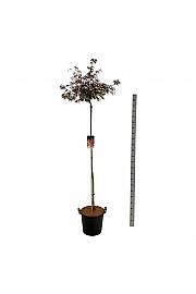 Acer palmatum dissectum Garnet C30 Lit. Na steblu 160 cm