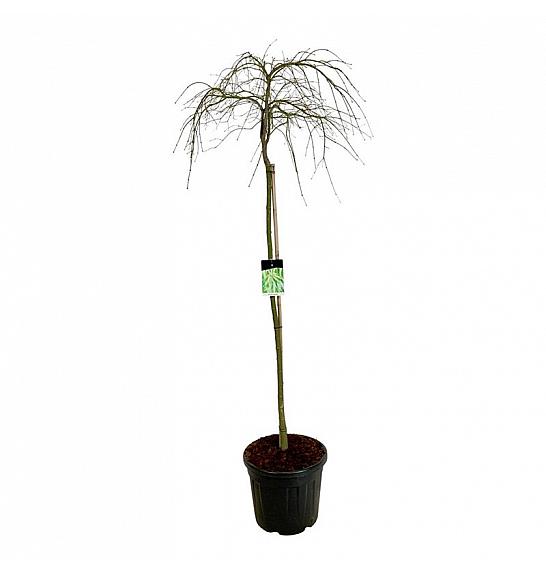 Acer palmatum dissectum C55 Lit. Na steblu 160 cm