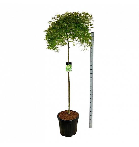 Acer palmatum dissectum C55 Lit. Na steblu 160 cm